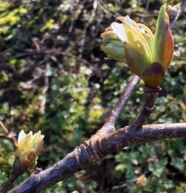 spring buds on a tree branch