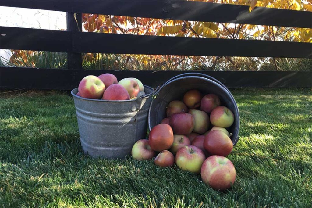 apples in pails