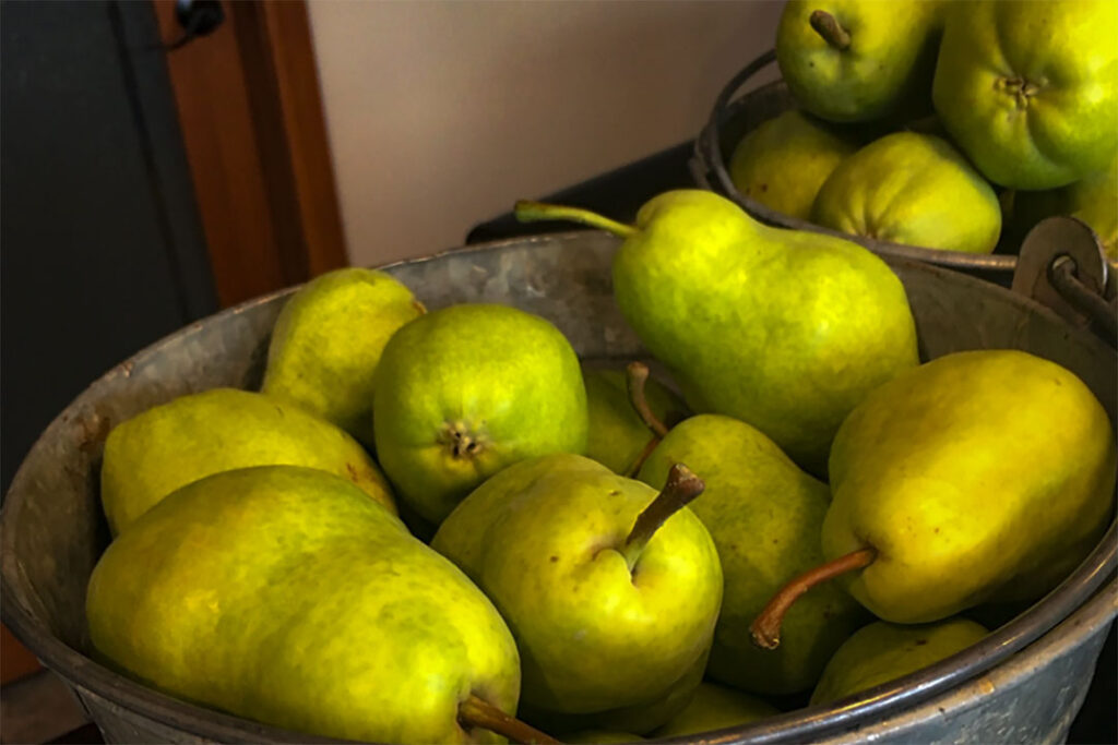 pears in pail