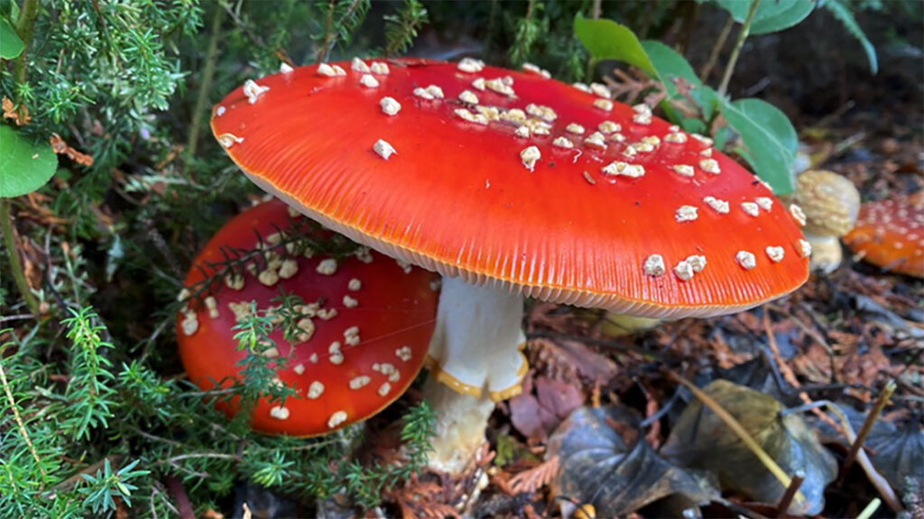 red mushrooms